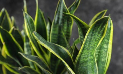 Sansevieria - co warto wiedzieć o tej roślinie