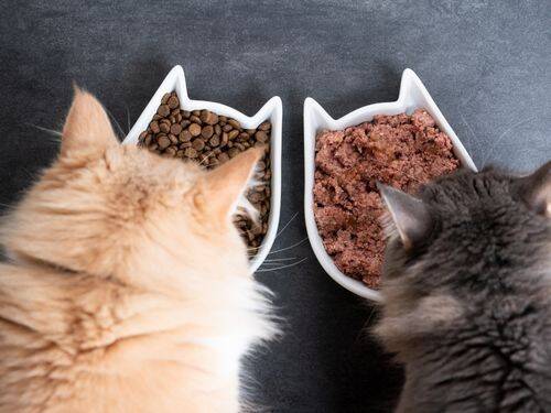Jak oduczyć Twojego kota jeść suchą karmę